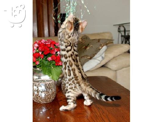Bengal kitten looking for new home